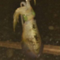 太刀魚まだまだ好調アオリイカも好調